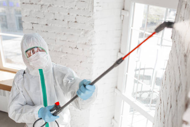 Best Black Mold Removal  in Indian Wells, CA