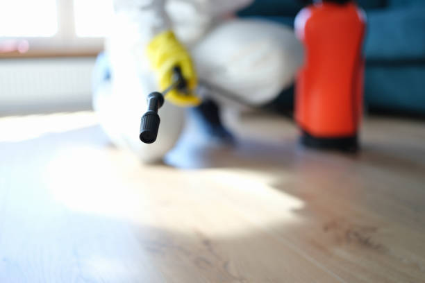 Best Attic Mold Removal  in Indian Wells, CA