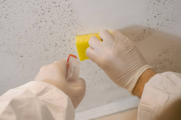 Best Commercial Mold Inspection  in Indian Wells, CA