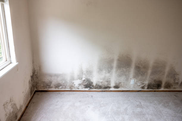Best Post-Construction Mold Inspection  in Indian Wells, CA