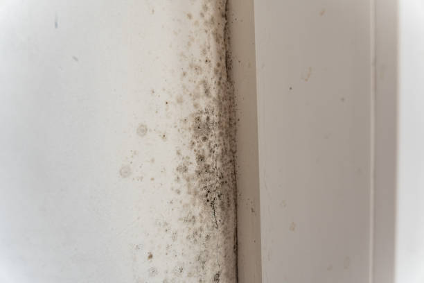 Trusted Indian Wells, CA Mold Removal Experts