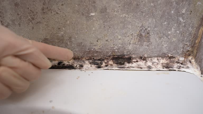 Best Basement Mold Removal  in Indian Wells, CA
