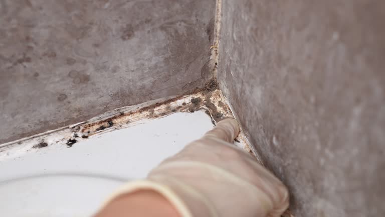 Best HVAC Mold Inspection and Cleaning  in Indian Wells, CA