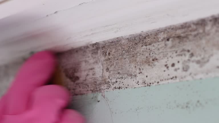 Best Environmental Consulting for Mold Prevention  in Indian Wells, CA